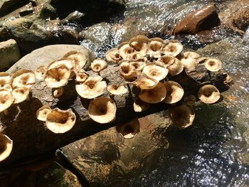 High angle view of shells on rock by sea