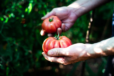 Close-up of hand holding berries