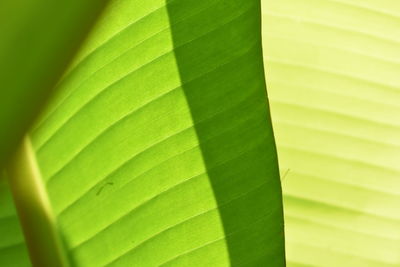 Full frame shot of palm leaf