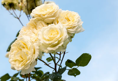 Close-up of white rose blooming against sky