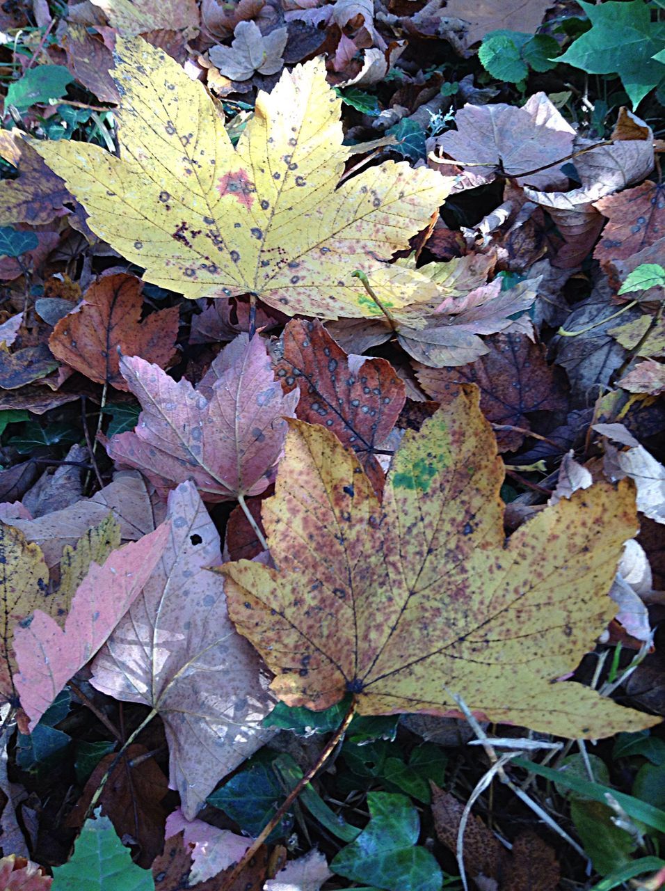 CLOSE-UP OF MAPLE LEAF ON PLANT