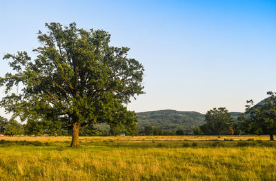 Trees on field against clear sky