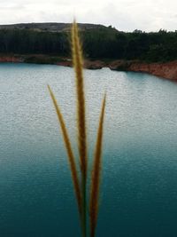 Close-up of plant against lake