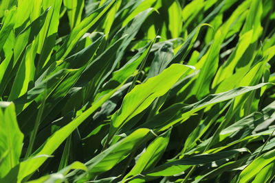 Full frame shot of crops growing on field