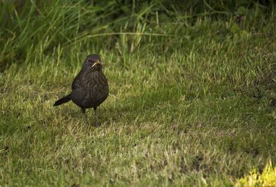 Bird perching on grass