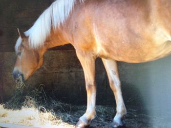 Horse standing in a field