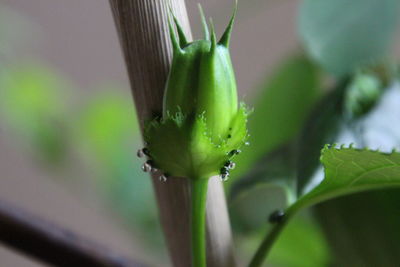 Close-up of fresh green plant