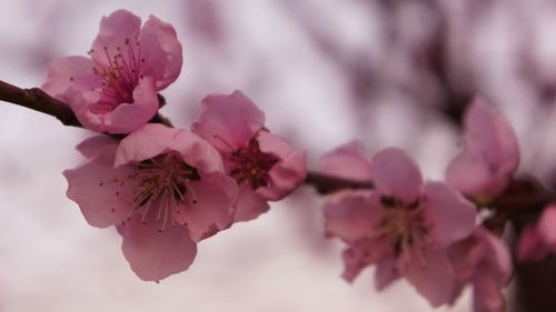 Close-up of pink flowers