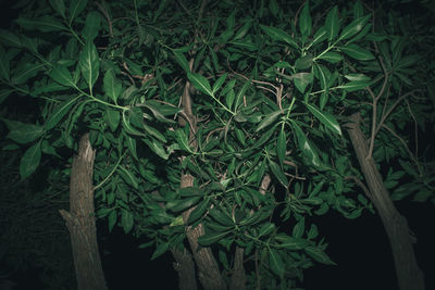 Close-up of fresh green plants