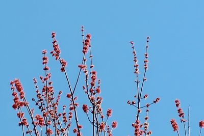 Low angle view of flowering plants against clear blue sky