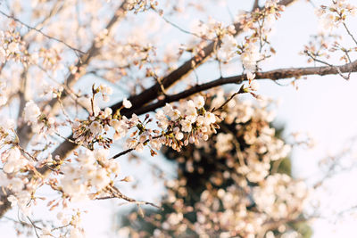 Low angle view of apple blossoms in spring