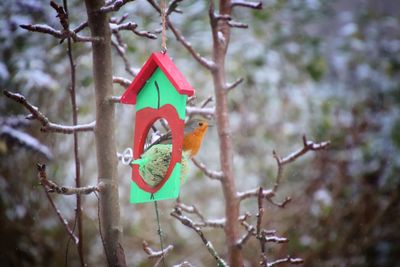 Close-up of bird perching on branch