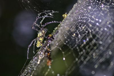 Close-up of wet spider web on plant