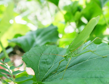 Close-up of green leaves