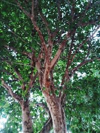 Low angle view of trees in forest