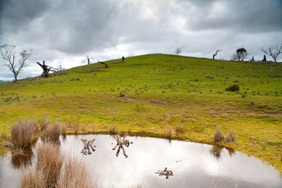 Scenic view of grassy field against sky