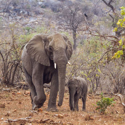 Elephant walking in a forest