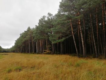 Scenic view of trees growing on field against sky