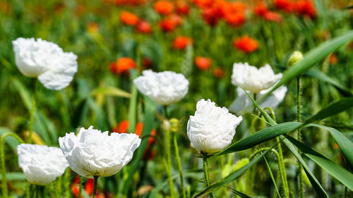 Close-up of white flowering plants