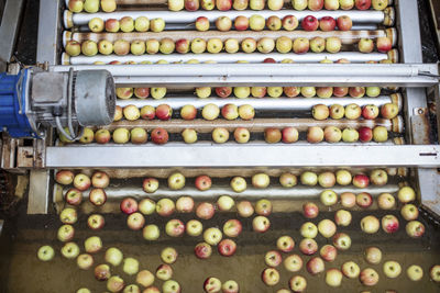 Apples in factory on conveyor belt