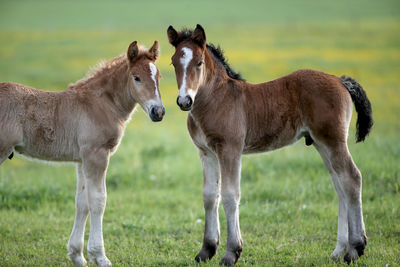 Horses standing in a field