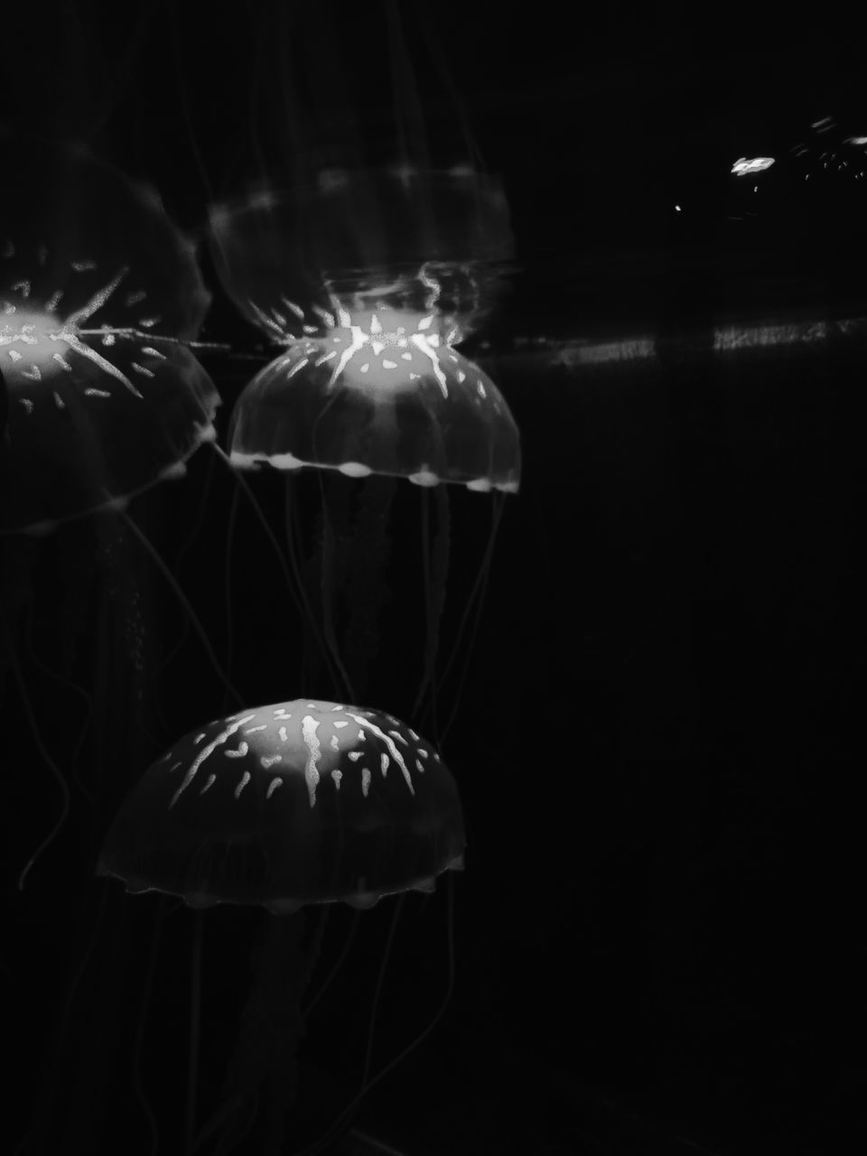 CLOSE-UP OF JELLYFISH AGAINST BLACK BACKGROUND