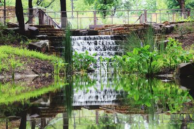 Scenic view of lake in forest