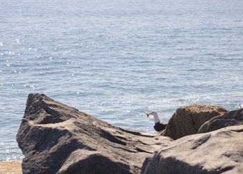 View of a bird on rock