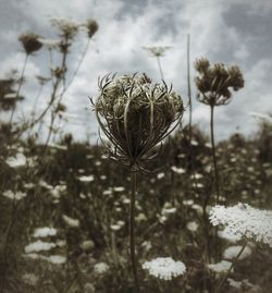 Close-up of thistle on field against sky