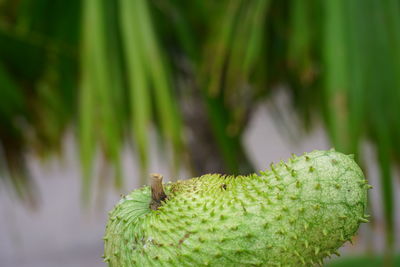 Close-up of green leaf on plant