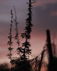 Close-up of silhouette plant against sky at sunset