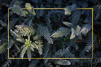 High angle view of frozen plants during winter