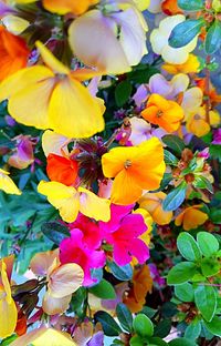 Close-up of flowers blooming outdoors