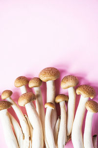 Close-up of peanuts against white background