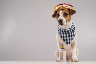 Portrait of dog sitting on table