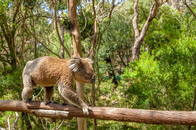 Close-up of koala on branch