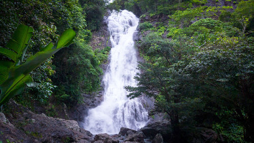 View of waterfall in forest