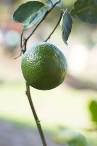 Close-up of fruit on tree