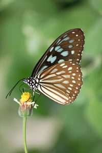 Close-up of butterfly pollinating on flower