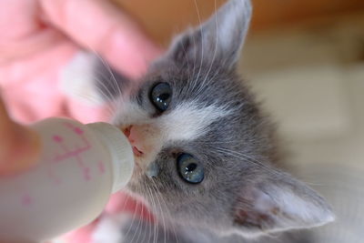 Close-up of hand holding cat