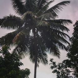 Low angle view of palm tree against sky