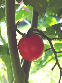 Close-up of fruit growing on tree