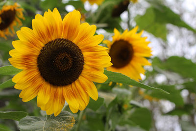 Close-up of sunflower