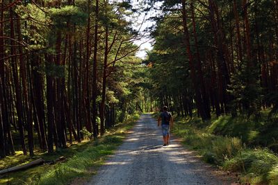 Rear view of person walking on road amidst trees in forest