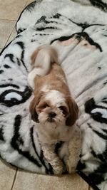 High angle view of dog sleeping