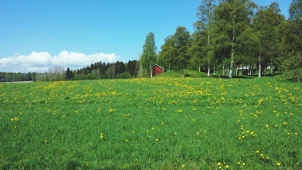 Svensk sommar