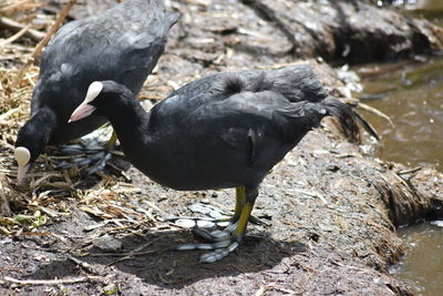 Close-up of bird perching on rock