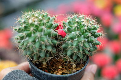 Close-up of cactus plant