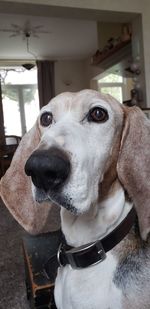 Close-up portrait of a dog looking away