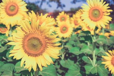 Close-up of sunflowers blooming outdoors